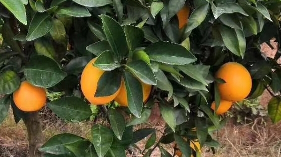 意合云旗下鲜橙果园(信丰脐橙)于11月10日采摘，现在火热预定中